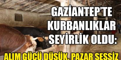 Gaziantep’te Kurbanlıklar Seyirlik Oldu: Alım Gücü Düşük, Pazar Sessiz