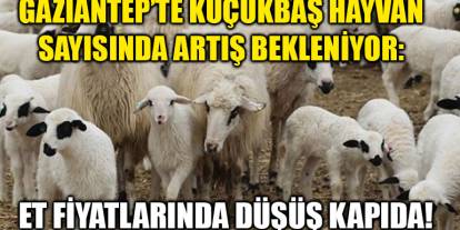 Gaziantep’te Küçükbaş Hayvan Sayısında Artış Bekleniyor: Et Fiyatlarında Düşüş Kapıda!