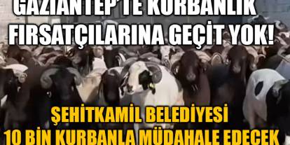 Gaziantep’te Kurbanlık Fırsatçılarına Geçit Yok! Şehitkamil Belediyesi 10 Bin Kurbanla Müdahale Edecek