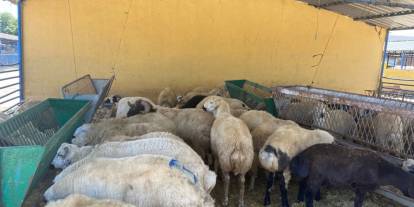 Gaziantep’te Kurbanlık Alacaklar Dikkat: Fiyatlar Düşer mi, Son Gün Riskli mi?