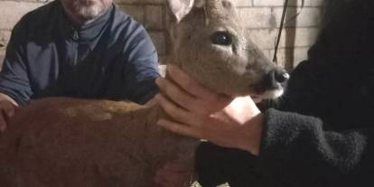 Gaziantep'te köpeklerin saldırısına uğrayan yavru karaca hayata tutundu