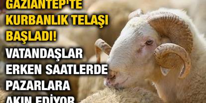 Gaziantep'te Kurbanlık Telaşı Başladı! Vatandaşlar Erken Saatlerde Pazarlara Akın Ediyor