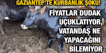 Gaziantep’te Kurbanlık Şoku! Fiyatlar Dudak Uçuklatıyor, Vatandaş Ne Yapacağını Bilemiyor