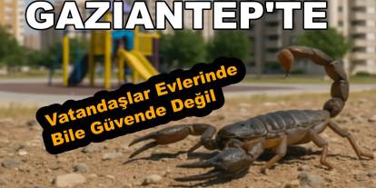 Gaziantep Kuzeyşehir'de Akrep Paniği: Gaziantep'te Vatandaşlar Evlerinde Bile Güvende Değil