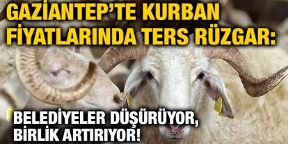 Gaziantep’te Kurban Fiyatlarında Ters Rüzgar: Belediyeler Düşürüyor, Birlik Artırıyor!