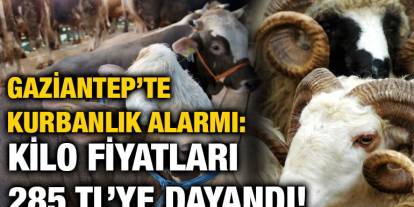 Gaziantep’te Kurbanlık Alarmı: Kilo Fiyatları 285 TL’ye Dayandı!