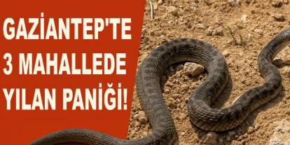 Gaziantep'te 3 Mahallede Yılan Paniği!