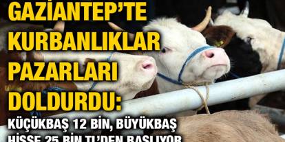 Gaziantep’te Kurbanlıklar Pazarları Doldurdu: Küçükbaş 12 Bin, Büyükbaş Hisse 25 Bin TL’den Başlıyor