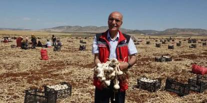 Gaziantep’in Beyaz Altını Araban Sarımsağı Rekor Kırıyor! Hasat Başladı, Yevmiyeler 1200 TL’ye Ulaştı