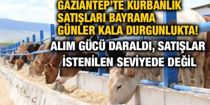 Gaziantep’te Kurbanlık Satışları Bayrama Günler Kala Durgunlukta! Alım Gücü Daraldı, Satışlar İstenilen Seviyede Değil