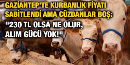 Gaziantep’te Kurbanlık Fiyatı Sabitlendi Ama Cüzdanlar Boş: "230 TL Olsa Ne Olur, Alım Gücü Yok!"