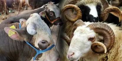 Gaziantep’te Kurbanlık Fiyatları El Yakıyor: Hisse 25 Bin, Küçükbaş 12 Binden Başlıyor!