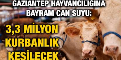 Gaziantep Hayvancılığına Bayram Can Suyu: 3,3 Milyon Kurbanlık Kesilecek