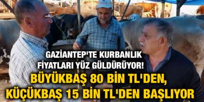 ​​​​​​​Gaziantep'te Kurbanlık Fiyatları Yüz Güldürüyor! Büyükbaş 80 Bin TL'den, Küçükbaş 15 Bin TL'den Başlıyor