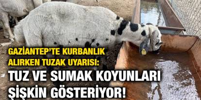 Gaziantep’te Kurbanlık Alırken Tuzak Uyarısı: Tuz ve Sumak Koyunları Şişkin Gösteriyor!