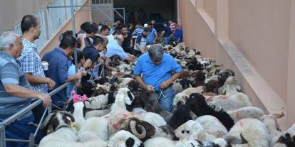 Gaziantep’te Kurban Kesimine Teknolojik ve Hijyenik Dokunuş! Bayrama Hazırlıkta Örnek Uygulama