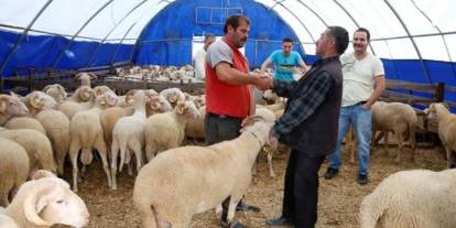 Gaziantep’te Kurbanlık Hazırlıkları Başladı: Canlı Hayvan Pazarı Alıcılarını Bekliyor