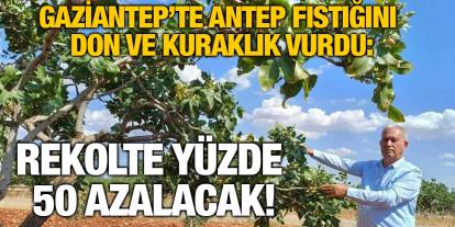 Gaziantep’te Antep Fıstığını Don ve Kuraklık Vurdu: Rekolte Yüzde 50 Azalacak!