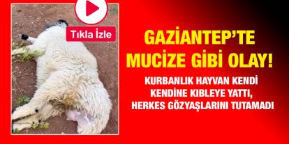 Gaziantep’te Mucize Gibi Olay! Kurbanlık Hayvan Kendi Kendine Kıbleye Yattı, Herkes Gözyaşlarını Tutamadı