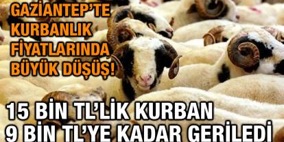 Gaziantep’te Kurbanlık Fiyatlarında Büyük Düşüş! 15 Bin TL’lik Kurban 9 Bin TL’ye Kadar Geriledi