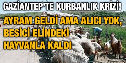 Gaziantep’te Kurbanlık Krizi! Bayram Geldi Ama Alıcı Yok, Besici Elindeki Hayvanla Kaldı
