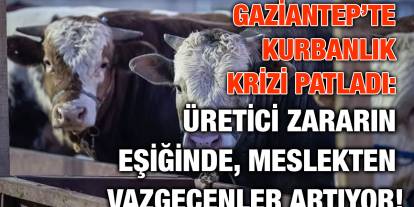 Gaziantep’te Kurbanlık Krizi Patladı: Üretici Zararın Eşiğinde, Meslekten Vazgeçenler Artıyor!
