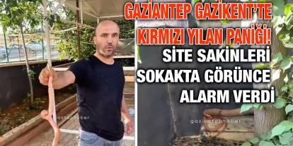 Gaziantep Gazikent’te Kırmızı Yılan Paniği! Site Sakinleri Sokakta Görünce Alarm Verdi