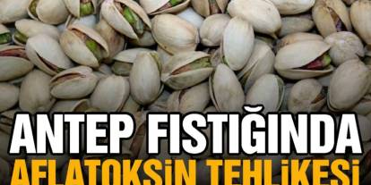 Antep fıstığında aflatoksin tehlikesi büyüyor!