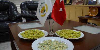 Gaziantep'te Sezonun İlk Boz Antep Fıstığına Tam Altın Ödülü