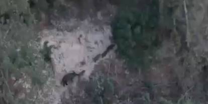 Gaziantep’te Domuz Alarmı: Köylüler Tarlalara Gidemiyor, Ürünler Tehlikede!