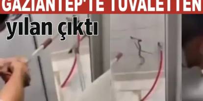 Gaziantep'te Evin Tuvaletinden Boz Yılan Çıktı