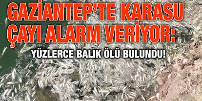 Gaziantep’te Karasu Çayı Alarm Veriyor: Yüzlerce Balık Ölü Bulundu!