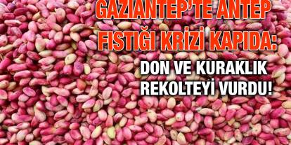 Gaziantep’te Antep Fıstığı Krizi Kapıda: Don ve Kuraklık Rekolteyi Vurdu!