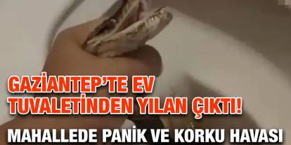 Gaziantep’te Ev Tuvaletinden Yılan Çıktı! Mahallede Panik ve Korku Havası
