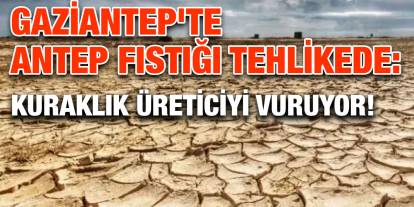 Gaziantep'te Antep Fıstığı Tehlikede: Kuraklık Üreticiyi Vuruyor!