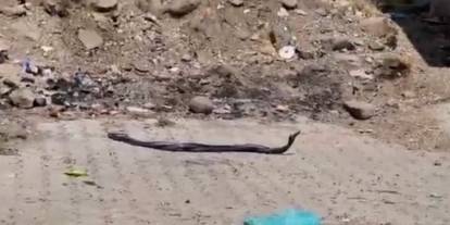 Gaziantep'te Yılan Paniği Devam Ediyor!