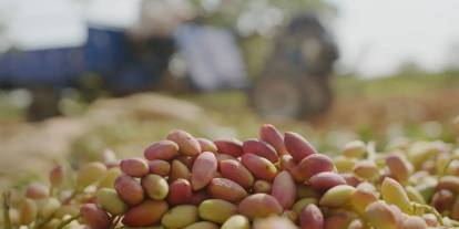 Gaziantep’te Tiryaki Agro’dan Antep Fıstığı Üretiminde Stratejik Yatırım