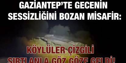 Gaziantep’te Gecenin Sessizliğini Bozan Misafir: Köylüler Çizgili Sırtlanla Göz Göze Geldi!