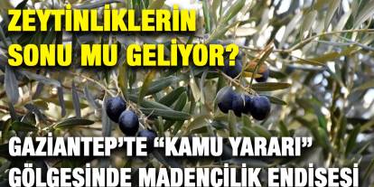 Zeytinliklerin Sonu mu Geliyor? Gaziantep’te “Kamu Yararı” Gölgesinde Madencilik Endişesi