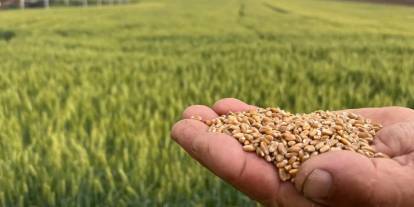 Buğday ve Arpa Fiyatlarında Yükseliş Sürüyor