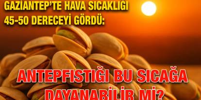 Gaziantep’te hava sıcaklığı 45-50 dereceyi gördü: Antepfıstığı bu sıcağa dayanabilir mi?