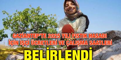 Gaziantep’te 2025 Yılı Fıstık Hasadı İçin İşçi Ücretleri ve Çalışma Saatleri Belirlendi