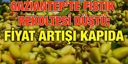 Gaziantep’te Fıstık Rekoltesi Düştü: Fiyat Artışı Kapıda