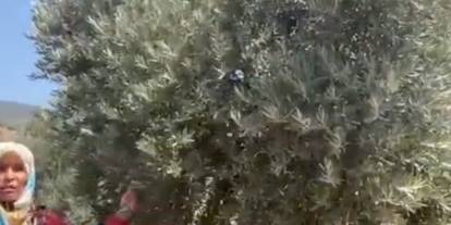 Gaziantep’te Zeytin Ağacı Katliamı! 'Deprem' Böylesi Görülmedi