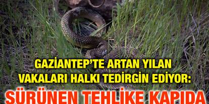 Gaziantep’te Artan Yılan Vakaları Halkı Tedirgin Ediyor: Sürünen Tehlike Kapıda