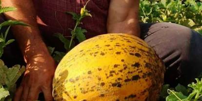 Gaziantep'te dev hasat başladı!
