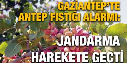 Gaziantep’te Antep Fıstığı Alarmı: Jandarma Harekete Geçti