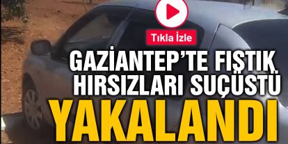 Gaziantep’te Fıstık Hırsızları Suçüstü Yakalandı