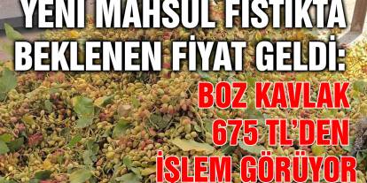Yeni Mahsul Fıstıkta Beklenen Fiyat Geldi: Boz Kavlak 675 TL’den İşlem Görüyor