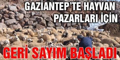 Gaziantep’te Hayvan Pazarları İçin Geri Sayım Başladı
